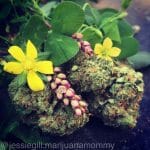 pretty pot pics - different kinds of cannabis plants cause different reactions