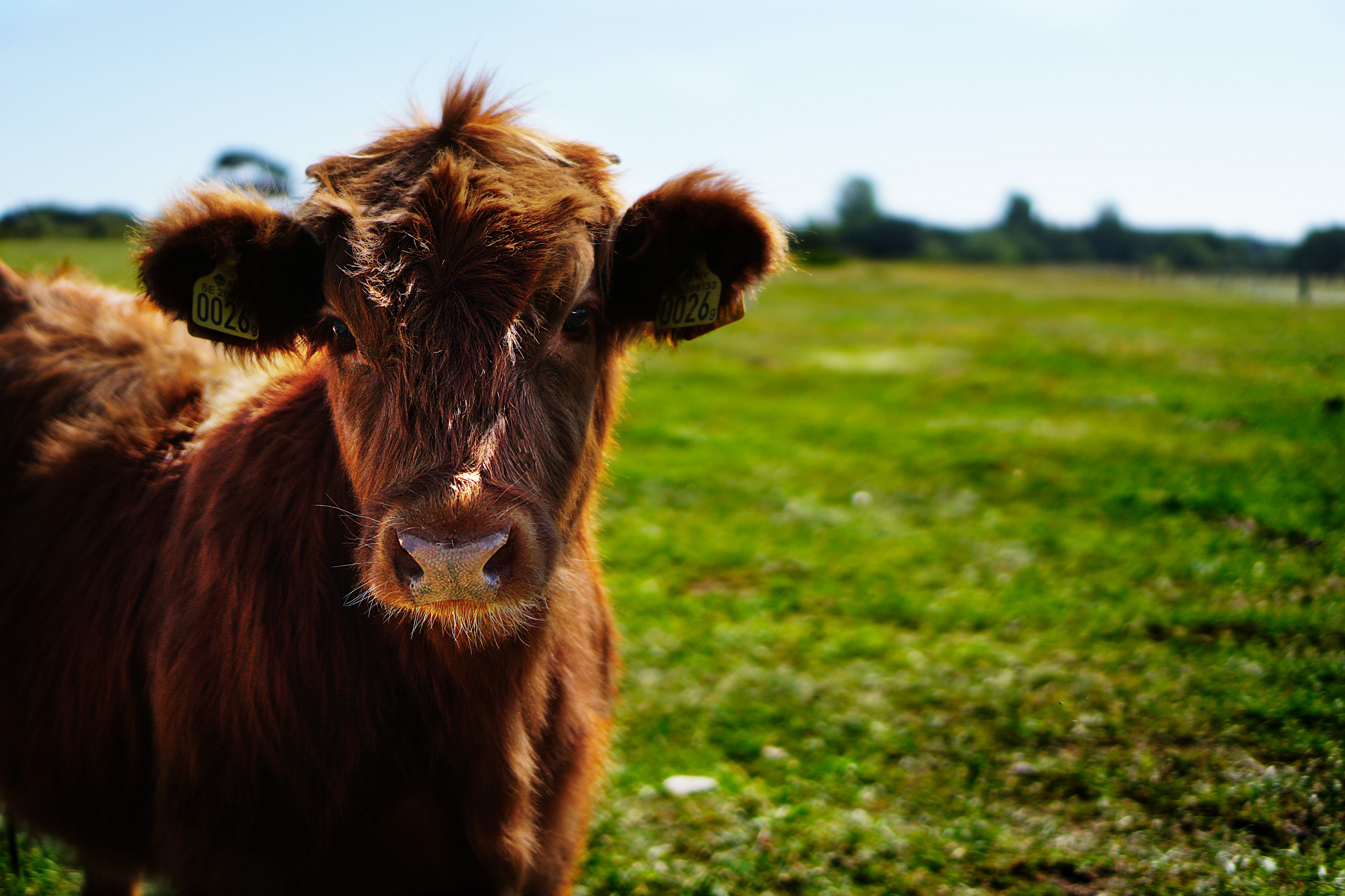 death by cow is more common than death by cannabis - How dangerous is cannabis? Sure there are risks and side-effects associated with using marijuana, but the good news is weed isn't deadly. Compare pot to these 9 ordinary but deadly things that are way more dangerous than cannabis. You probably have several of these in your house.