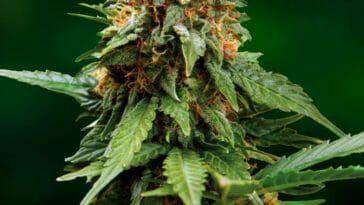 How To Grow Weed Indoors - Tangerine Marijuana