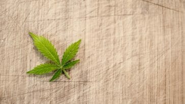 cannabis as a treatment for leukemia