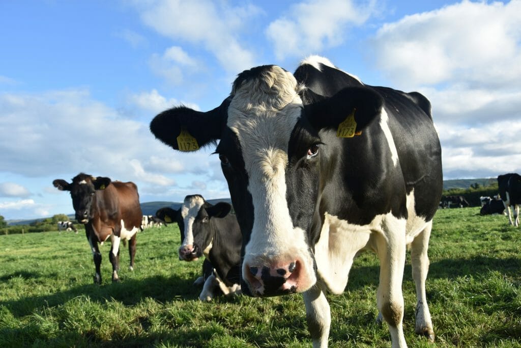 can cbd fight mad cow disease