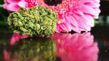 is the word marijuana racist