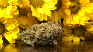 cannabis is a powerful all natural pain reliever