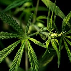 Is Medical Marijuana, the New Remedy for Inflammatory Diseases