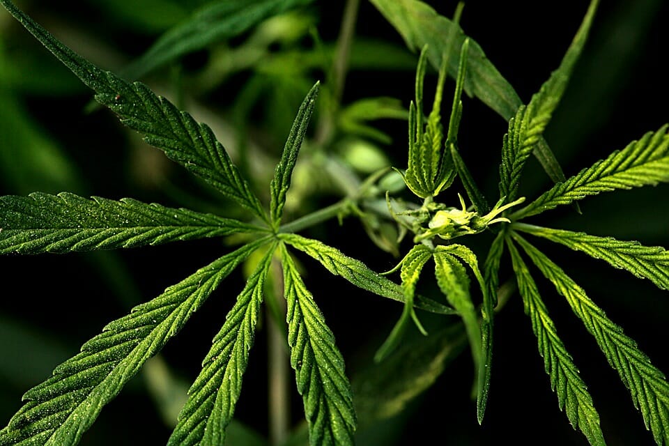 Is Medical Marijuana, the New Remedy for Inflammatory Diseases