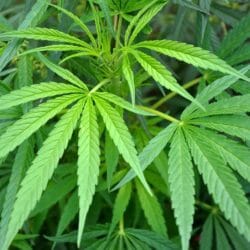 Is Medical Marijuana, the New Remedy for Inflammatory Diseases