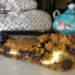 Incredible edible recipes: Cannabis chocolate chip cheesecake bars